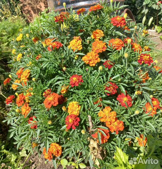 Семена бархатцев