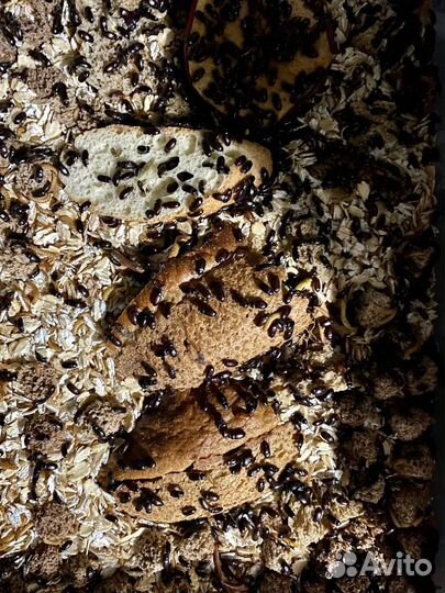 Личинки жука знахаря, жук знахарь, куколки знахаря