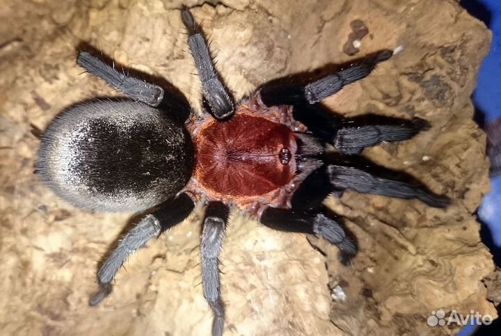 Пауки птицееды,Скорпионы