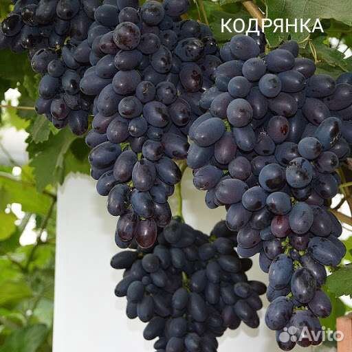 Саженцы винограда