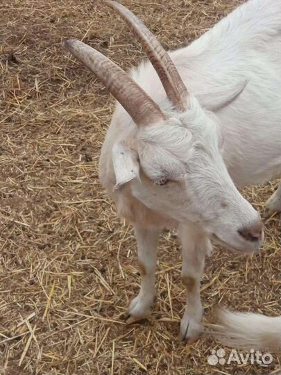 Козы дойные