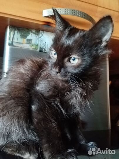 Домашние кошки