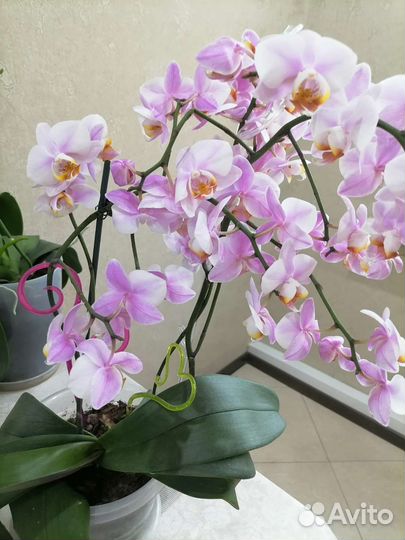 Орхидея