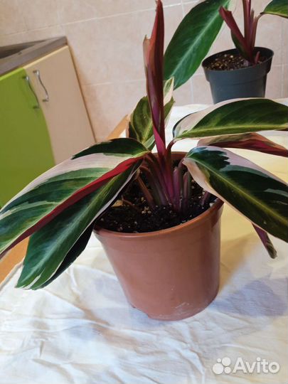 Строманта триколор, черенки