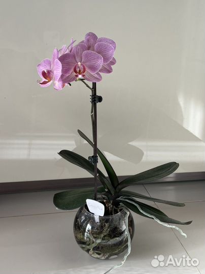 Орхидея фаленопсис. Разные сорта. Есть редкие