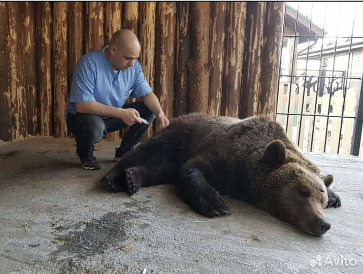 Ветеринар Петрозаводск
