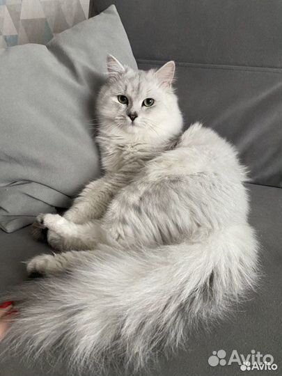 Вязка шотландский хайленд страйт кот опытный