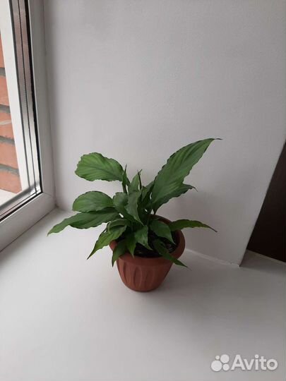 Спатифиллум