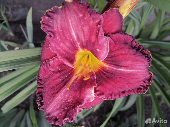 Лилейники сортовые