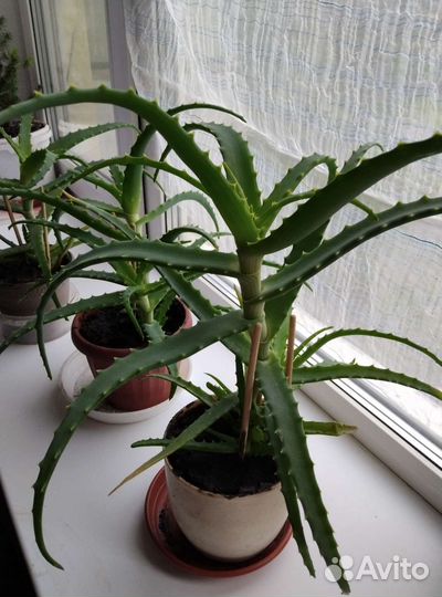 Алоэ столетник лечебный взрослый с big отростками