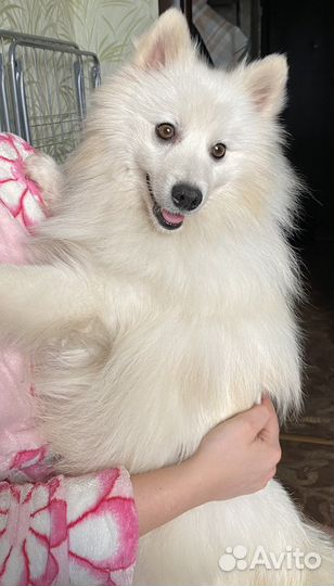 Вязка собак шпиц japan