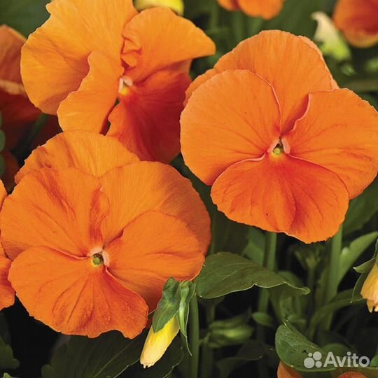 Романтичная Виола