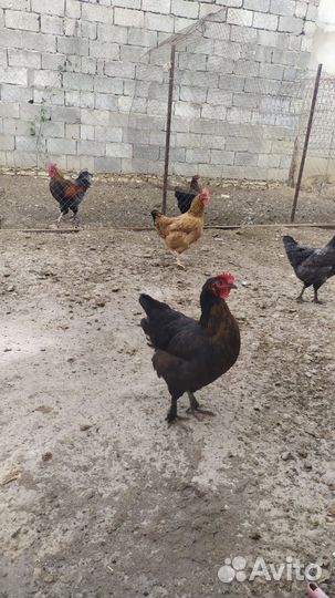 Куры несушки