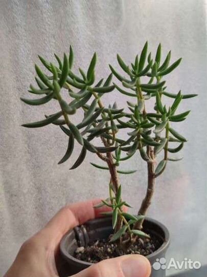 Крассула Триколор,Хоббит,Тетрагона,Роджерси