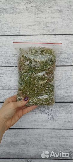 Мох сфагнум живой