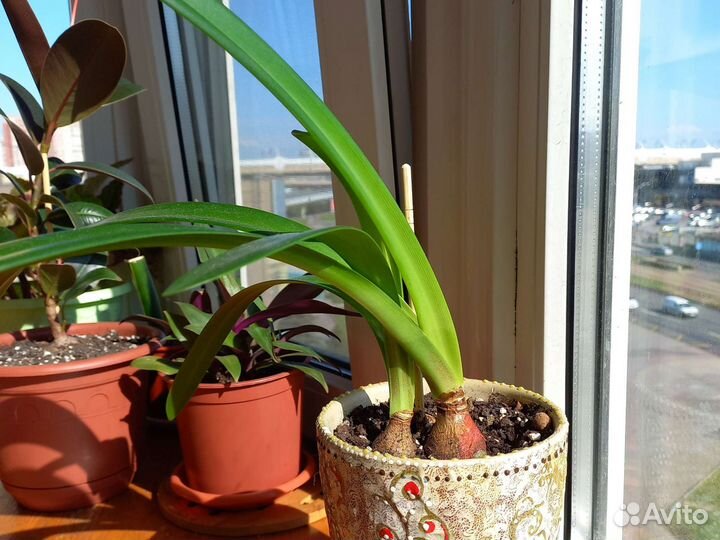 Гиппеаструм амариллис