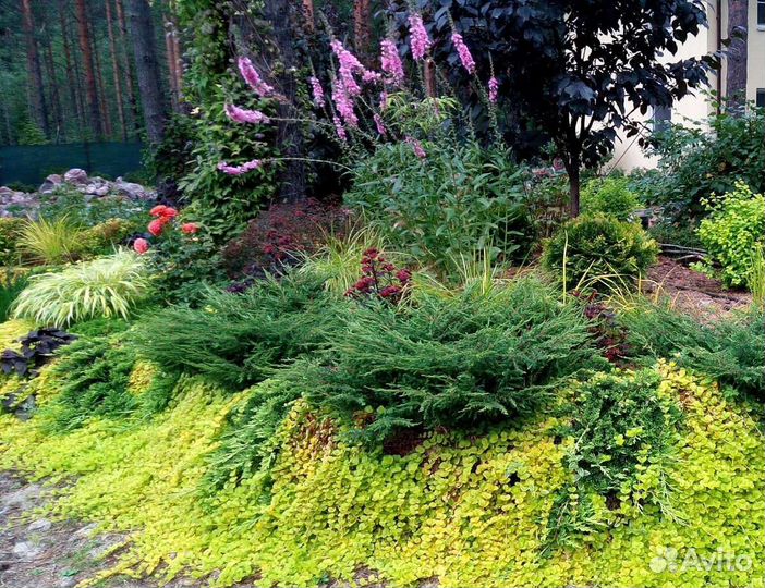 Крассула, Вербейник монетчатый, Замиокалькас