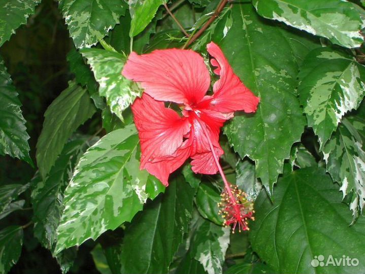 Гибискус махровый лососевый, купера костус, колеус