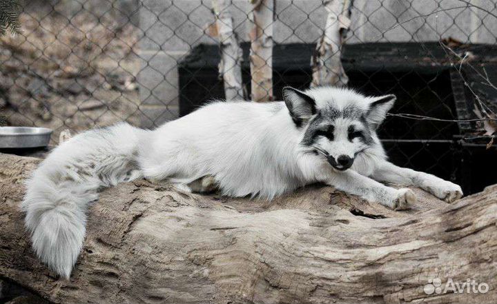 Хвост арктической мраморной лисы