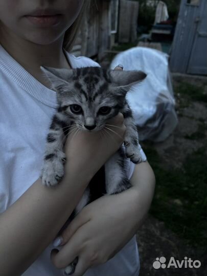 2 котенка