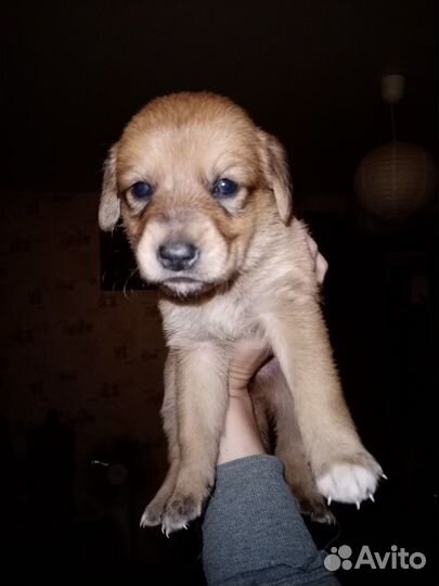 Отдам бесплатно щенков