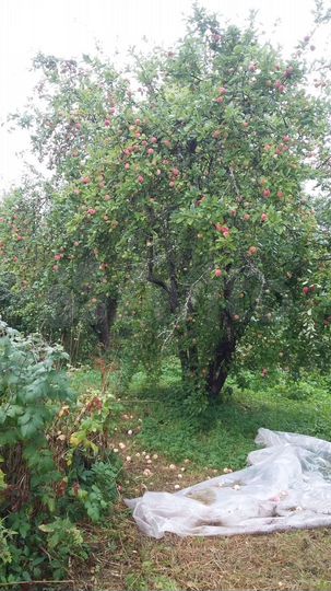 Дом 50 м² на участке 30 сот.