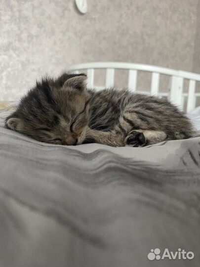 Отдам в добрые руки котенка девочку