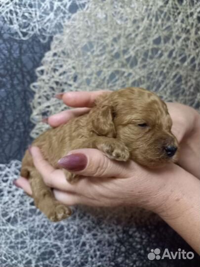 Собаки щенки