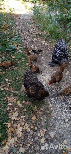 Орпингтон золотоокоймленный