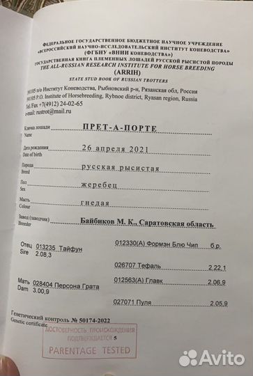 Продажа лошадей