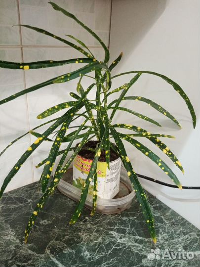 Кодиеум кроттон узколистный