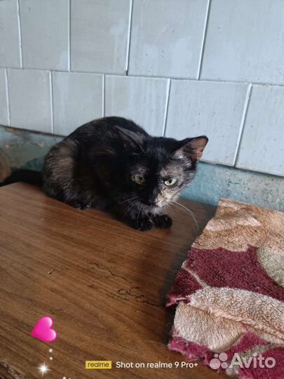 Сонечка с печальной судьбой