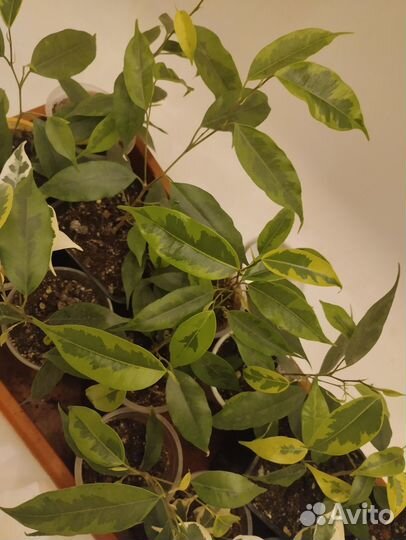 Фикус Наташа