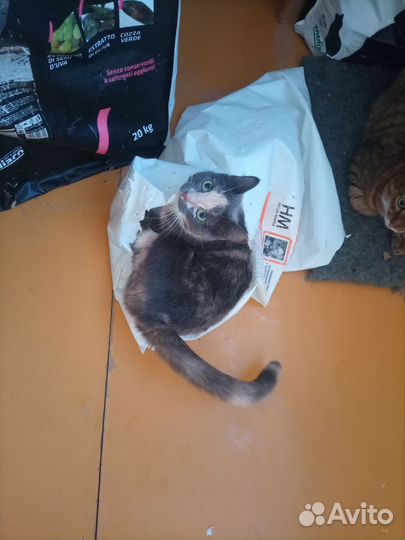 Отдаю кошку
