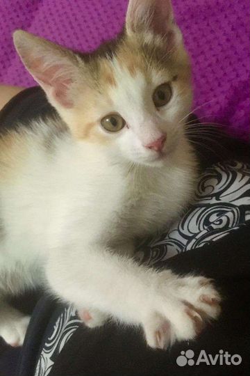 Котята-девчата. 2,5 месяца. Стерилизация в подарок