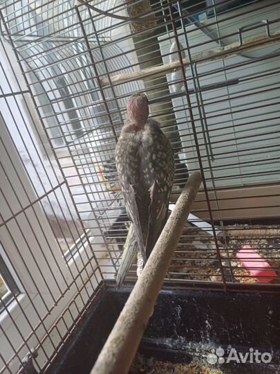 Птенец карелла