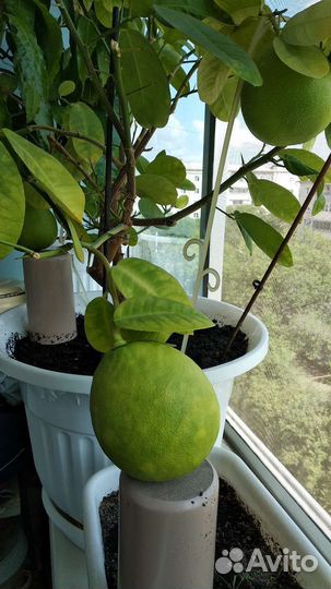 Лимон плодоносящий