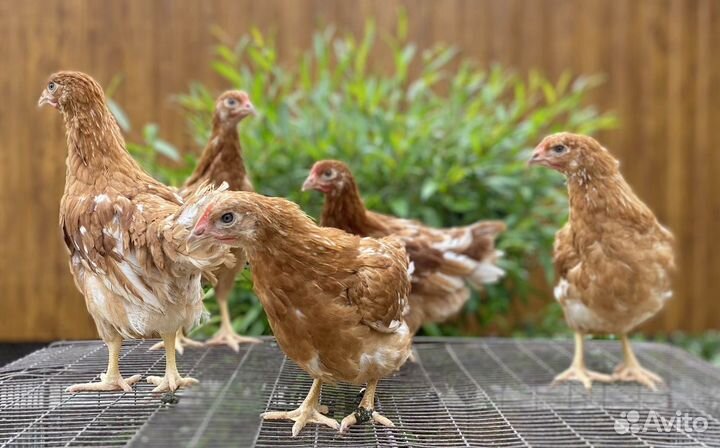 Молодые курочки несушки