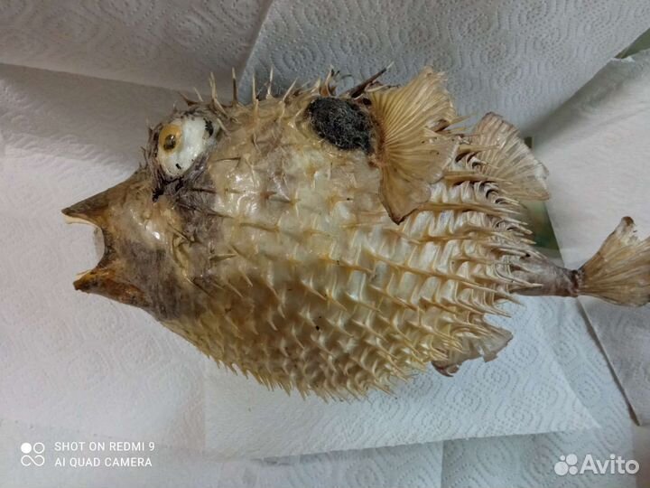 Чучело рыбы ёж Фугу большая и малая