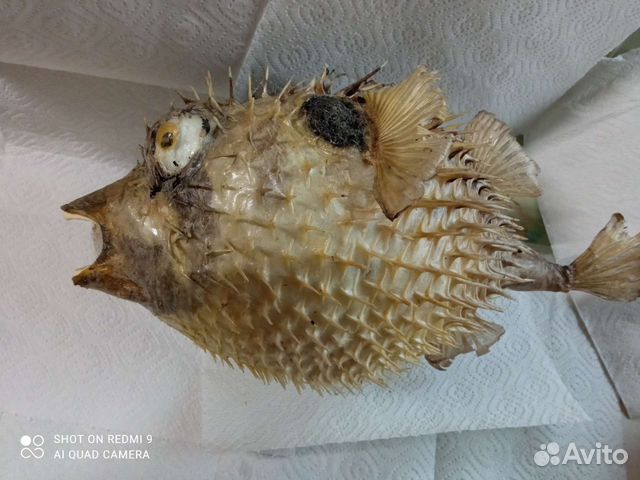 Чучело рыбы ёж Фугу большая и малая