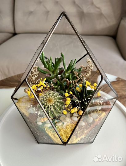 Флорариум, суккуленты, комнатные растения