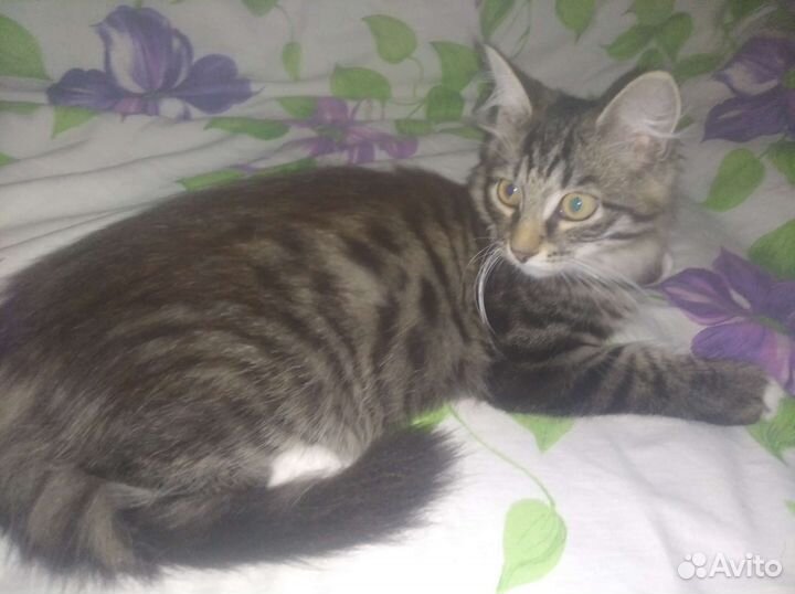 Котята ищут дом
