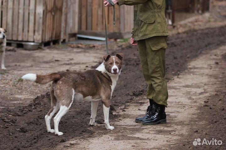 Кобель Вулкан в хорошие руки бесплатно
