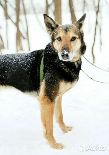Приютской Монти никогда не давали шанса