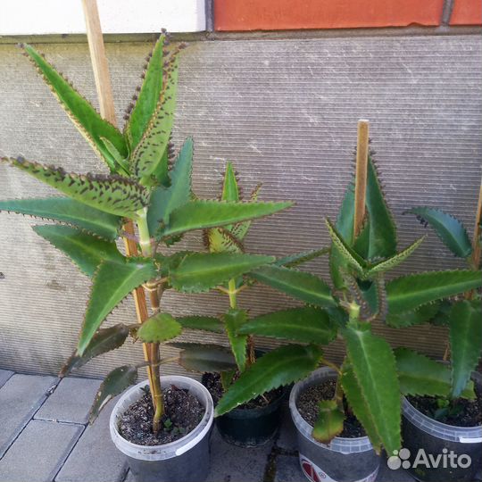 Каланхоэ лечебное