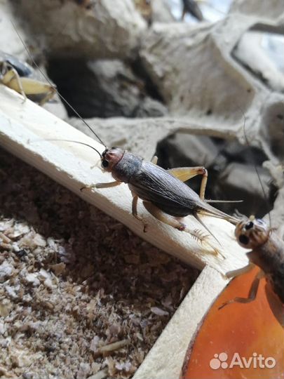 Насекомые кормовые