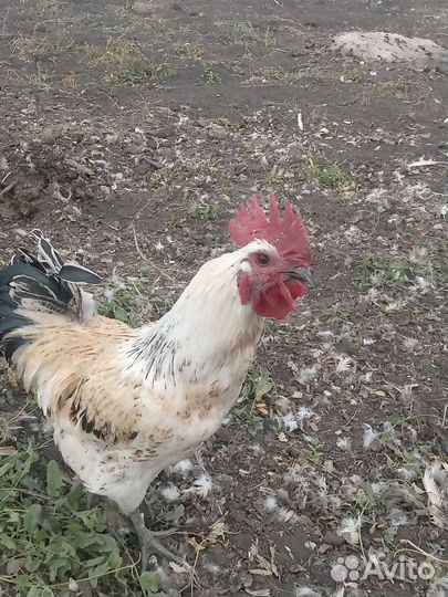 Цыплята и Индоутята