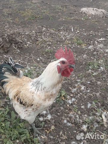 Цыплята и Индоутята