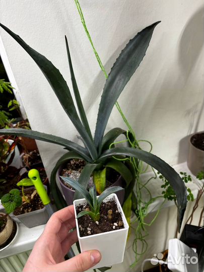 Суккуленты