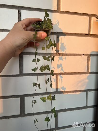 Церопегия грин лав